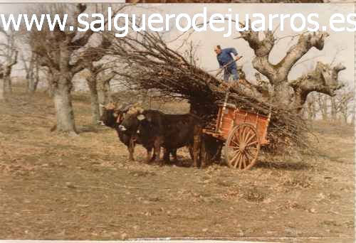 Acarreando la le&ntilde;a