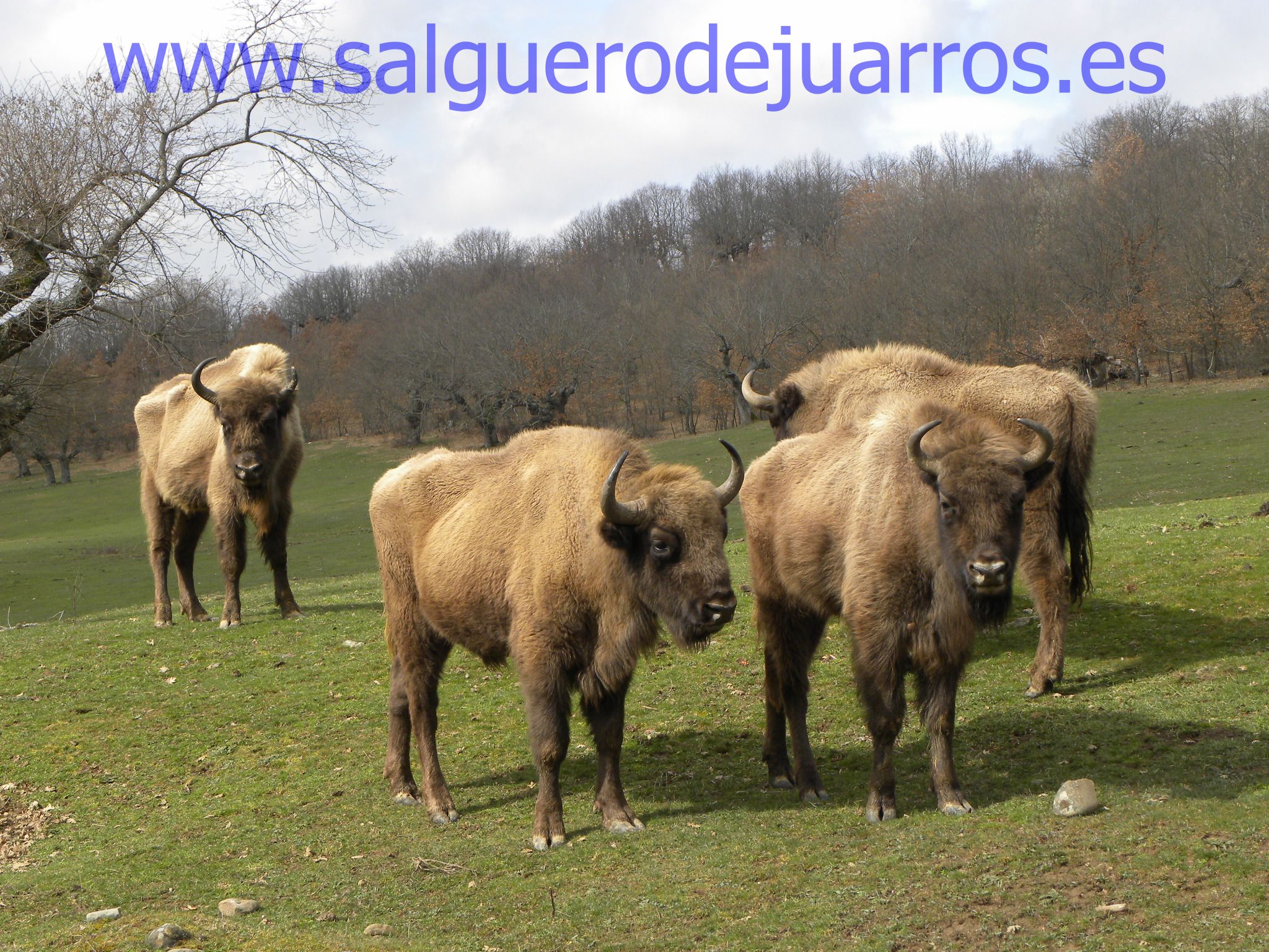 Bisontes4