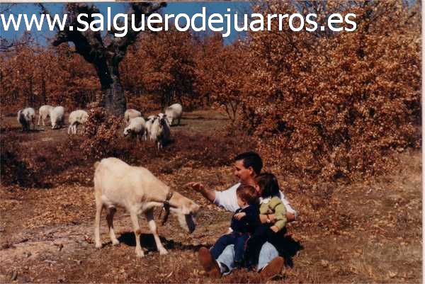 Cabras