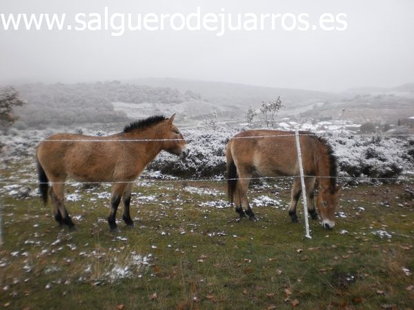 Caballos de Przewalski