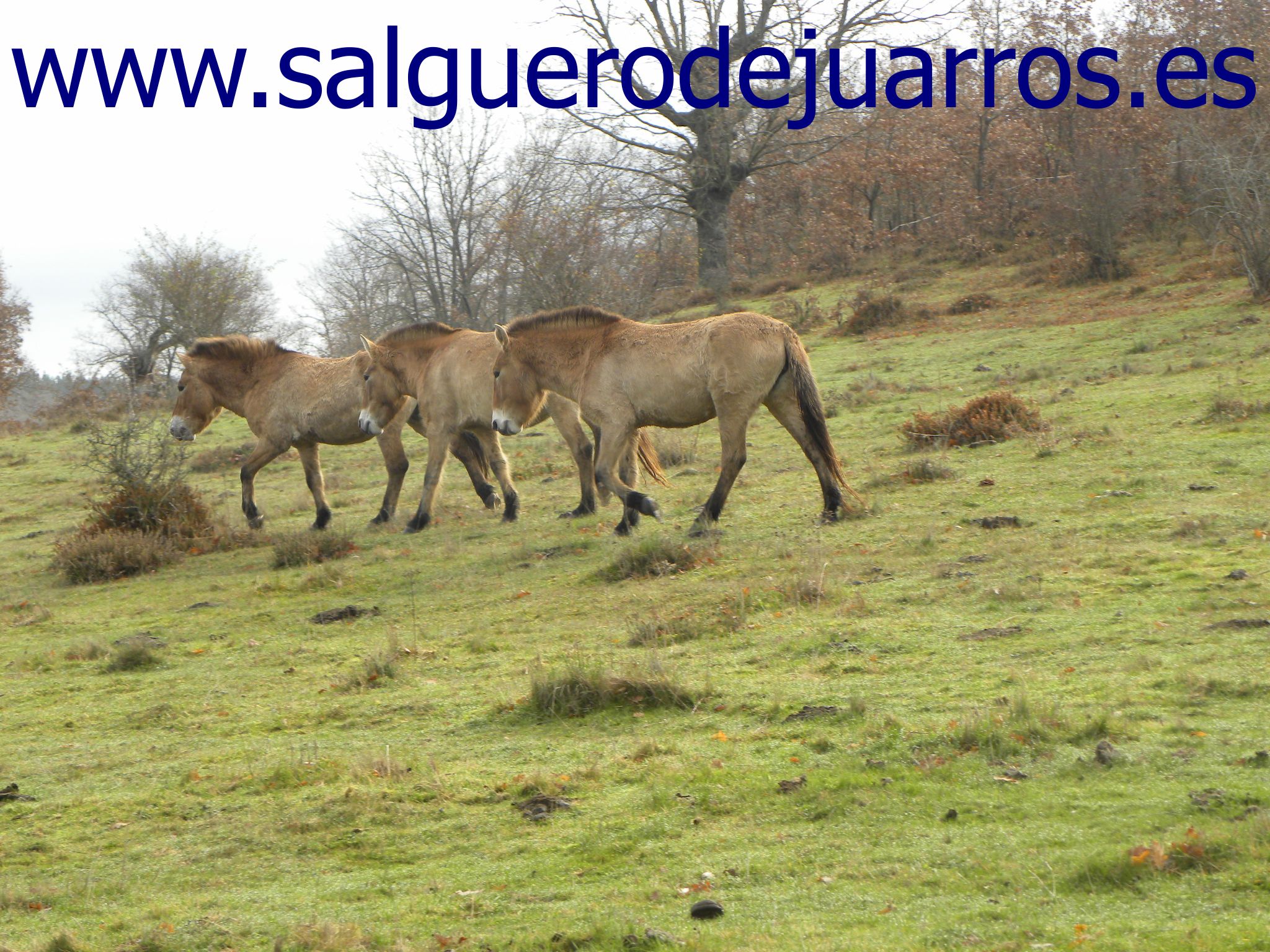 Caballos de Przewalski en Salgüero de Juarros