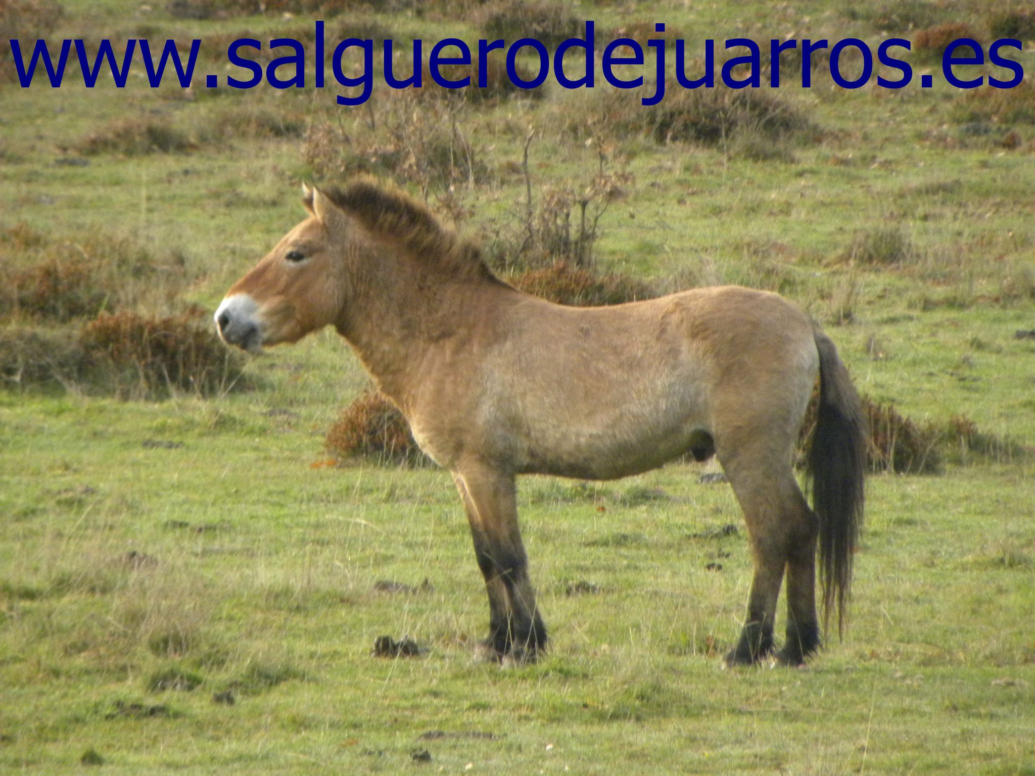 Caballos de Przewalski en Salgüero de Juarros
