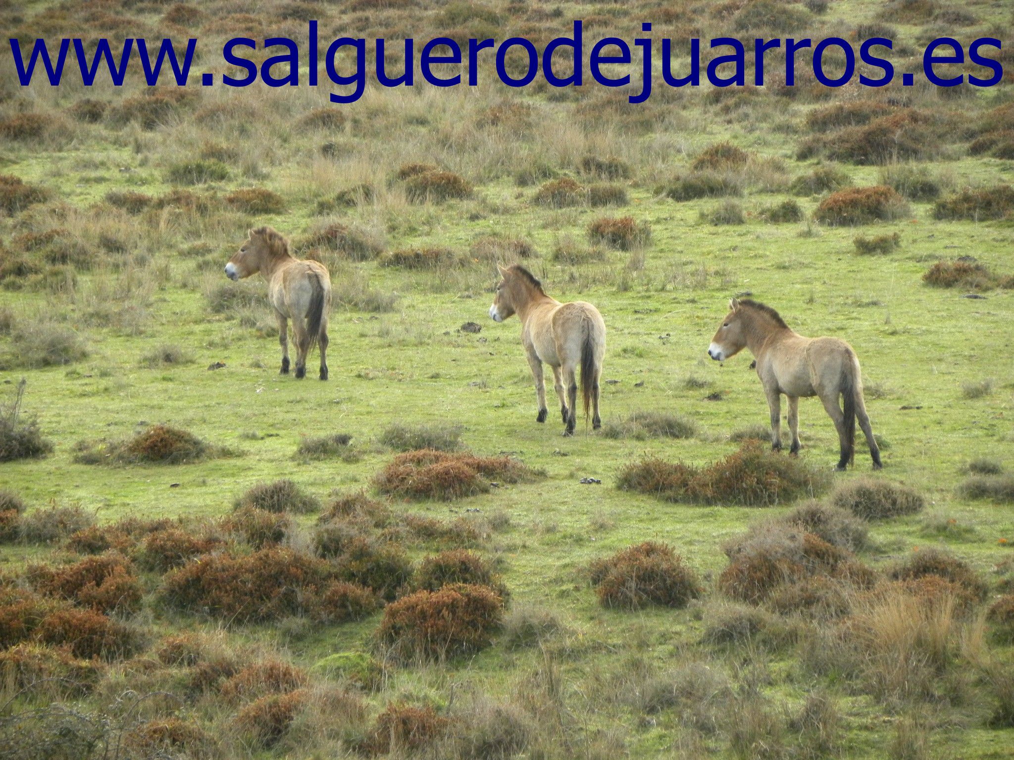 Caballos de Przewalski en Salgüero de Juarros
