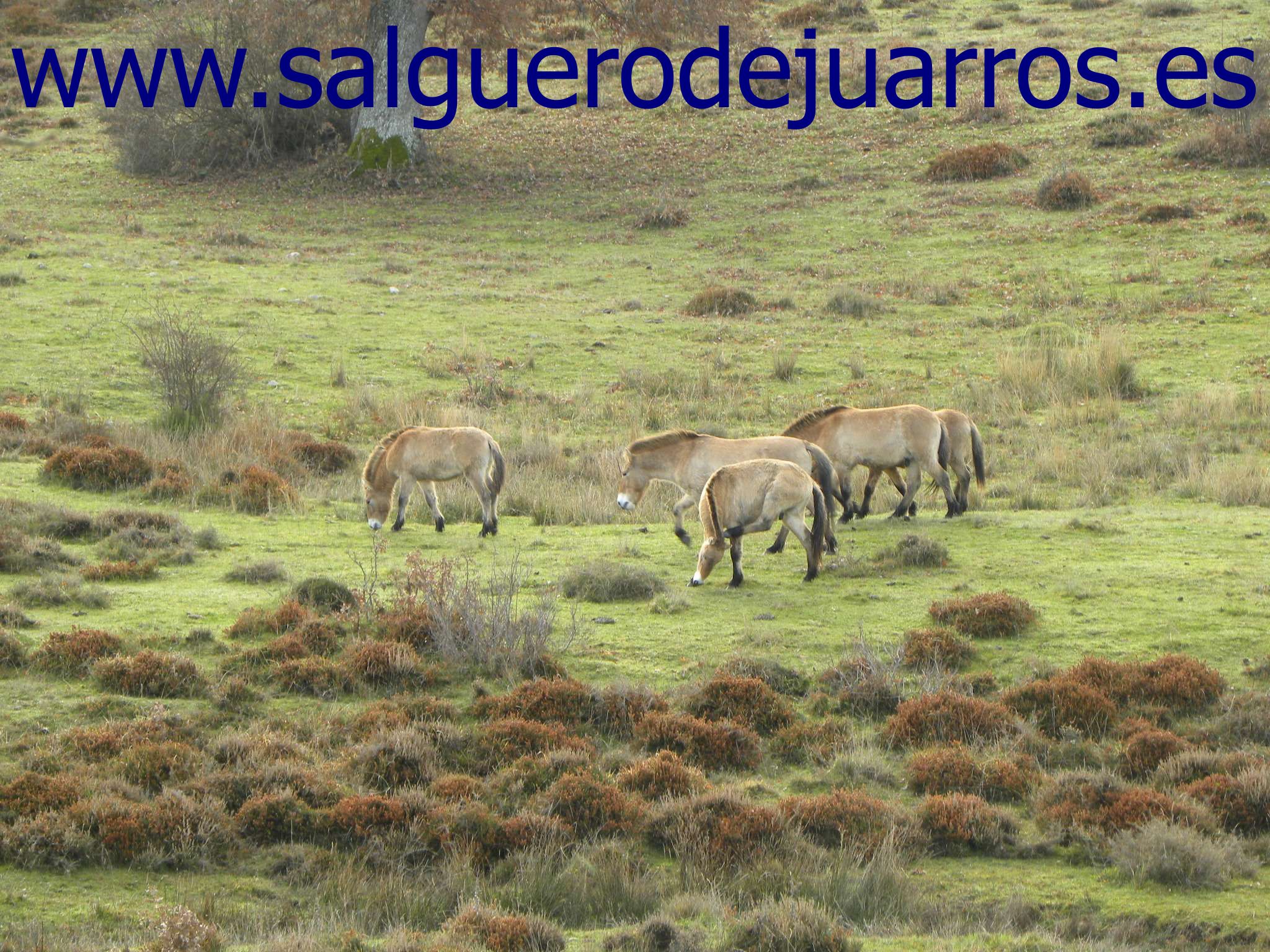 Caballos de Przewalski en Salgüero de Juarros
