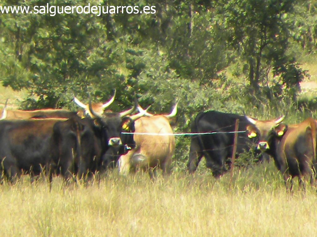 Uros en Valcabadillo