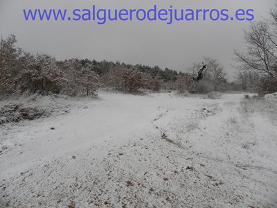 Desde las esquina del pinar hacia el pinar y la Dehesa. Todo nevado
