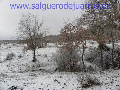 El pastizal de abajo.
