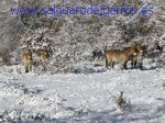 Przewalski. Valcabadillo. Salgüero de Juarros.
