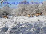 Przewalski. Valcabadillo. Salgüero de Juarros.
