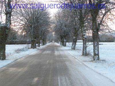 Arco de castaños entre la carretra de Logroño y San Millán de Juarros
