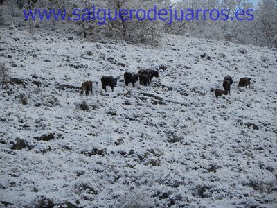 Uros en las laderas de Valcabadillo.
