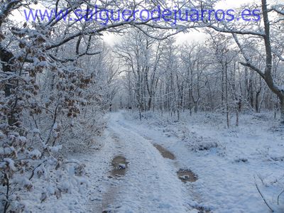 Uros en la espesura de Valcabadillo.
