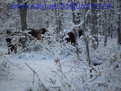 Uros en la espesura de Valcabadillo.
