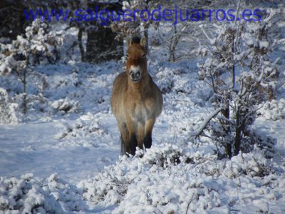 Przewalski. Valcabadillo. Salgüero de Juarros.
