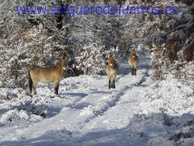 Przewalski. Valcabadillo. Salgüero de Juarros.
