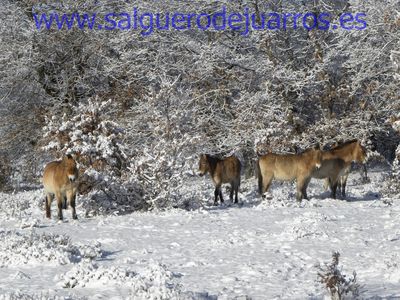 Przewalski. Valcabadillo. Salgüero de Juarros.
