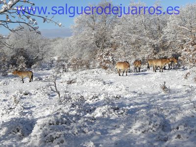 Przewalski. Valcabadillo. Salgüero de Juarros.
