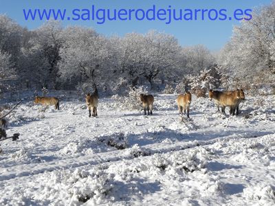 Przewalski. Valcabadillo. Salgüero de Juarros.
