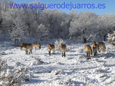 Przewalski. Valcabadillo. Salgüero de Juarros.
