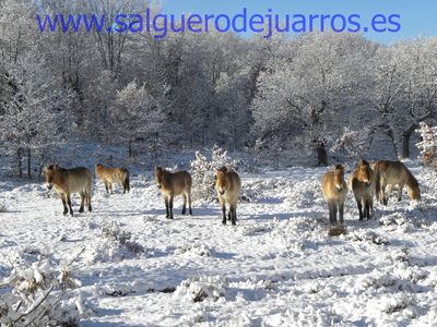 Przewalski. Valcabadillo. Salgüero de Juarros.
