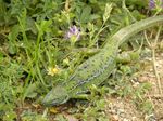 Lagarto en las praderas, cerca del Puente de Brieva.
