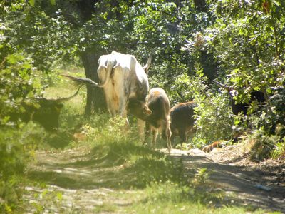 Los uros también desayunan.
