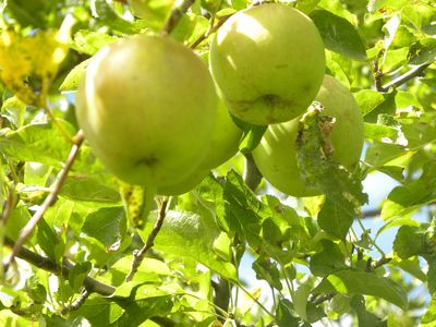 Manzanas, también en Salgüero.
