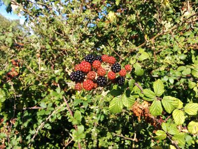 Tenemos de todo, también moras.
