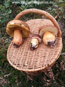 Boletus en Salgüero en 2014.
