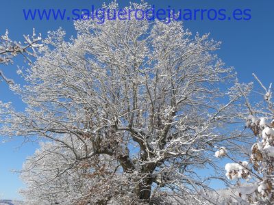 Mi salvapantallas. Enero 2015.
