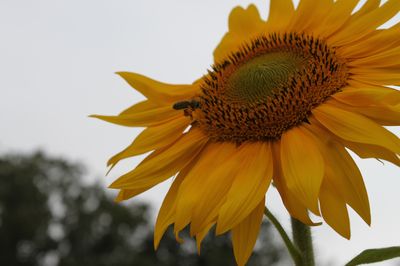 Girasol
