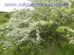Salvapantallas. La pujanza de la primavera en Salgüero
