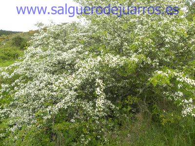 Salvapantallas. La pujanza de la primavera en Salgüero
