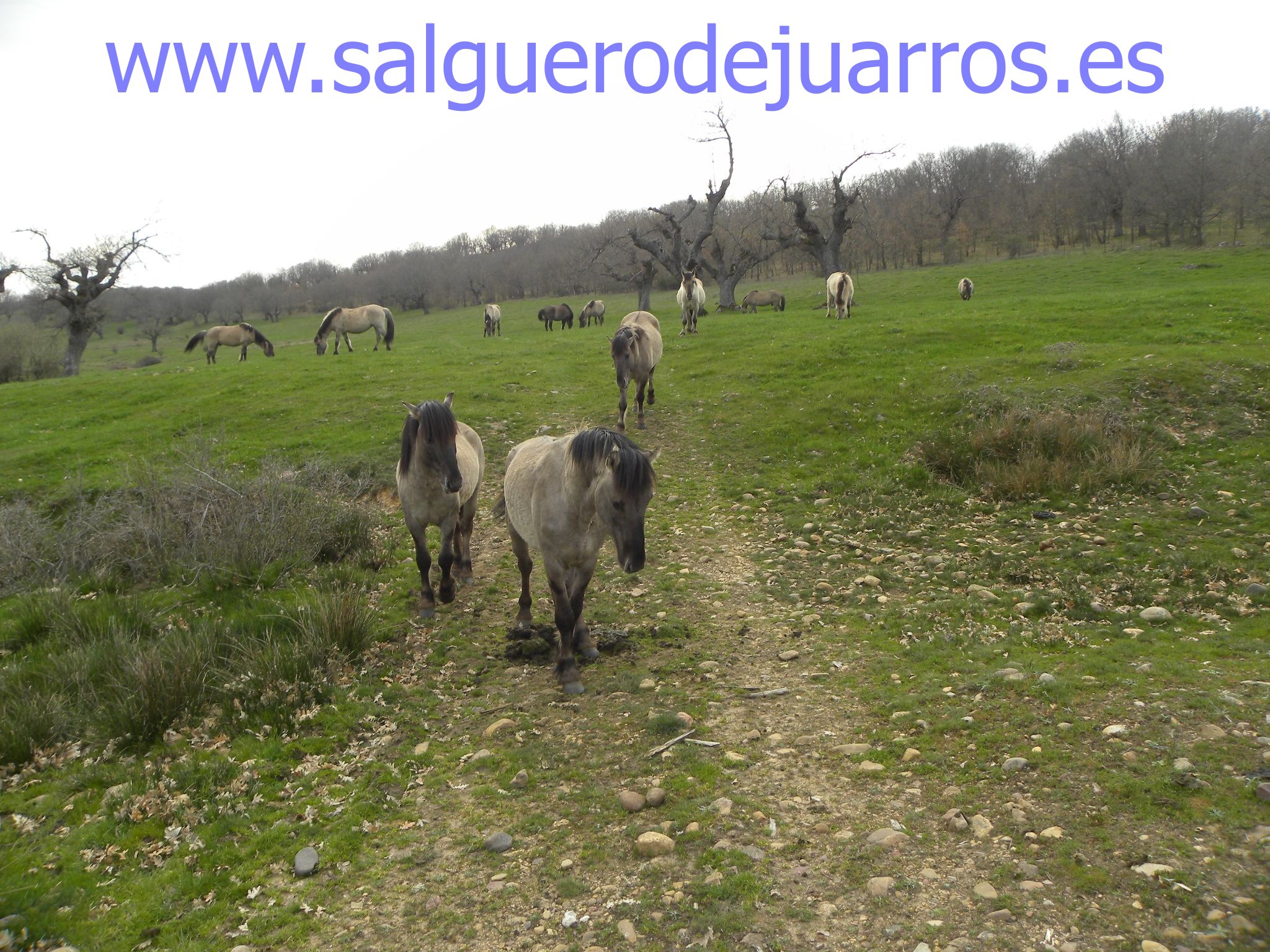 Los tarpanes en Salgüero de Juarros