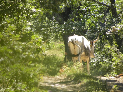 Uros en el monte Valcabadillo
