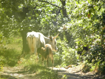 Ternero de uro mamando
