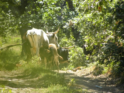 Ternero de uro mamando

