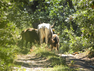 Ternero de uro mamando
