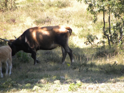 Uros en el monte de Valcabadillo
