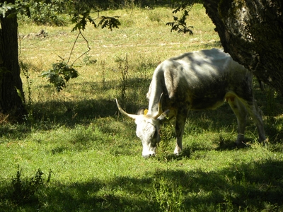 Uros en el monte de Valcabadillo
