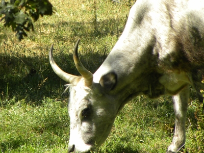 Uros en el monte de Valcabadillo
