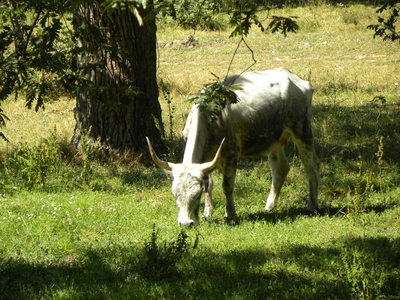 Uros en el monte de Valcabadillo
