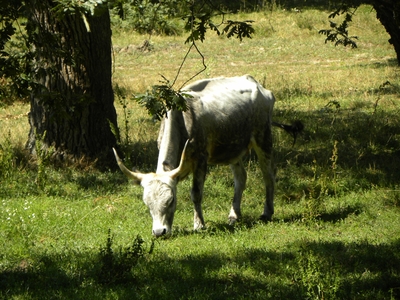 Uros en el monte de Valcabadillo
