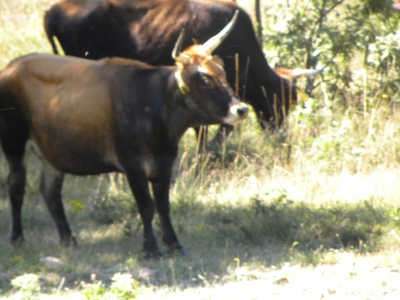 Uros en el monte de Valcabadillo
