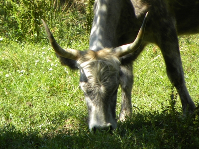 Uros en el monte de Valcabadillo
