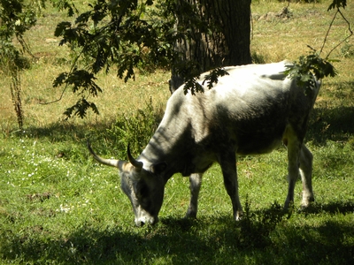 Uros en el monte de Valcabadillo
