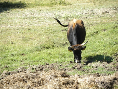Uros en el monte de Valcabadillo
