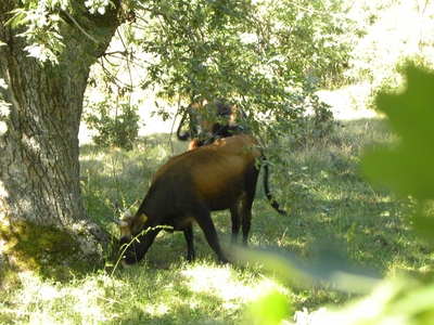 Uros en el monte de Valcabadillo

