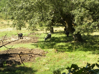 Uros en el monte de Valcabadillo
