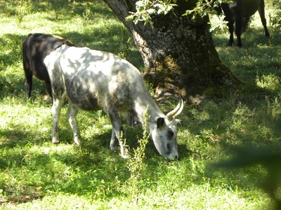 Uros en el monte de Valcabadillo
